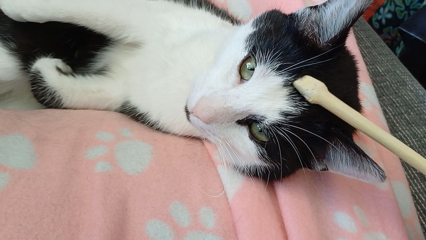 Produktbild zum Energie Spiel- und Streichelholz für Katzen mit Anwendungsbeispiel