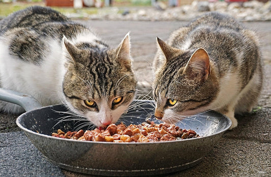 Deklaration der Inhaltsstoffe in Katzenfutter