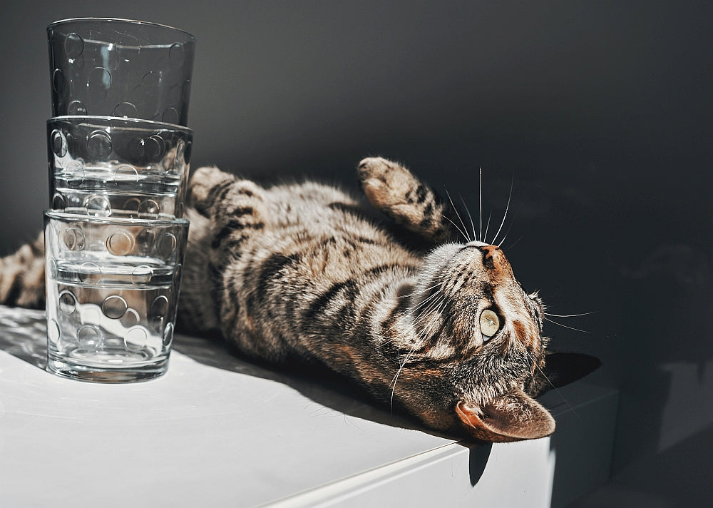 Eine liegende Katze mit einem Wasserglas