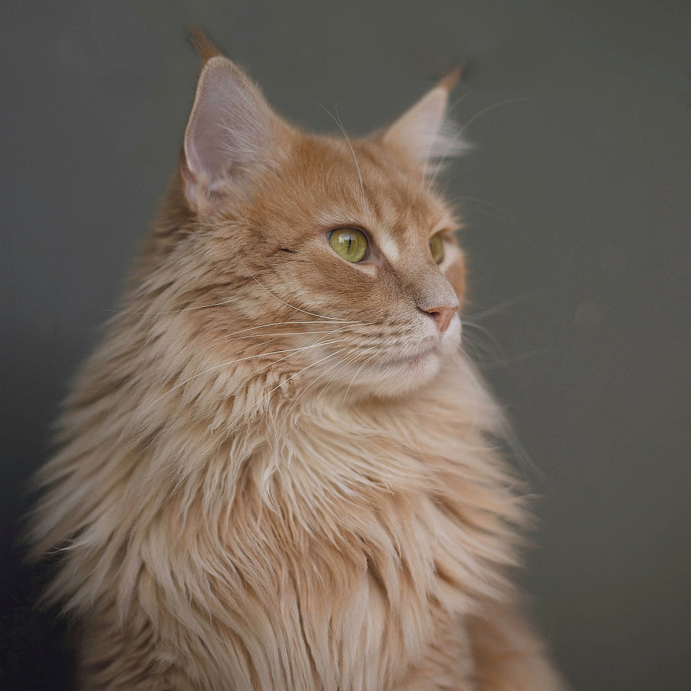 Majestätisch aussehende, orangene Langhaarkatze
