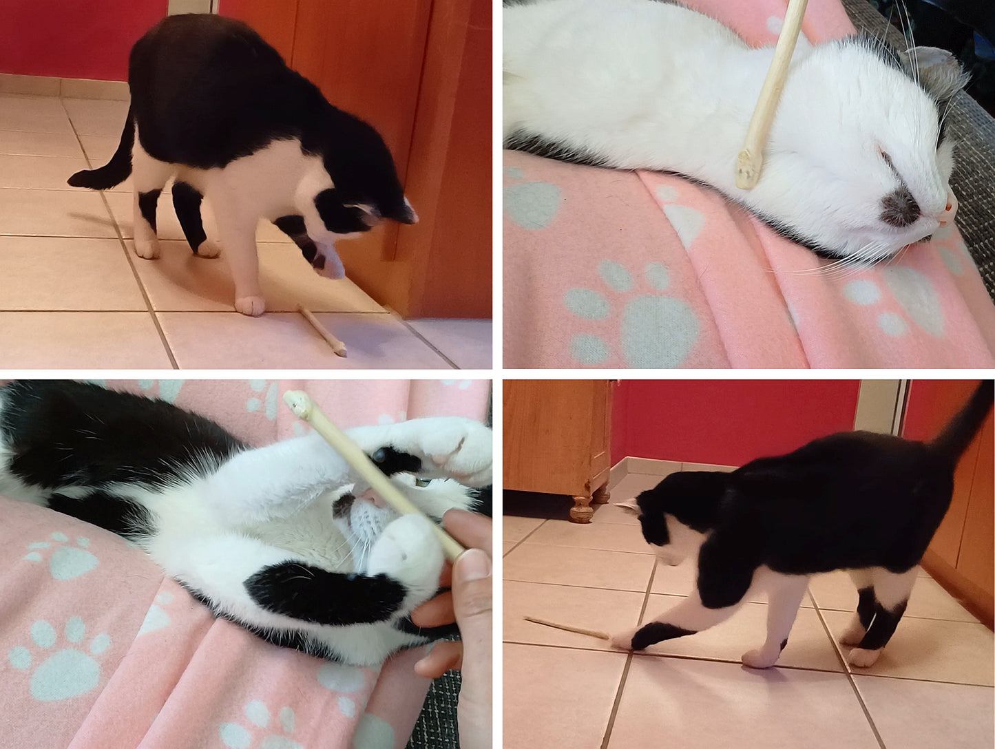 Collage zur Demonstration der Anwendung des Energie Spiel- und Streichelholzes für Katzen
