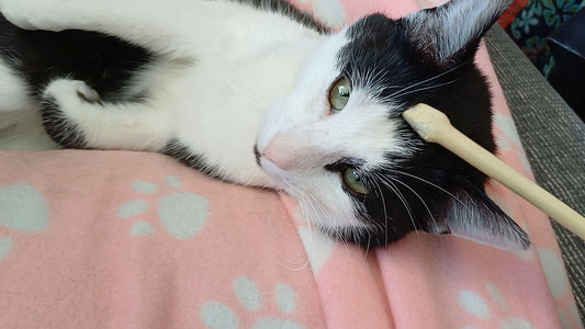 Produktbild zum Energie Spiel- und Streichelholz für Katzen mit Anwendungsbeispiel